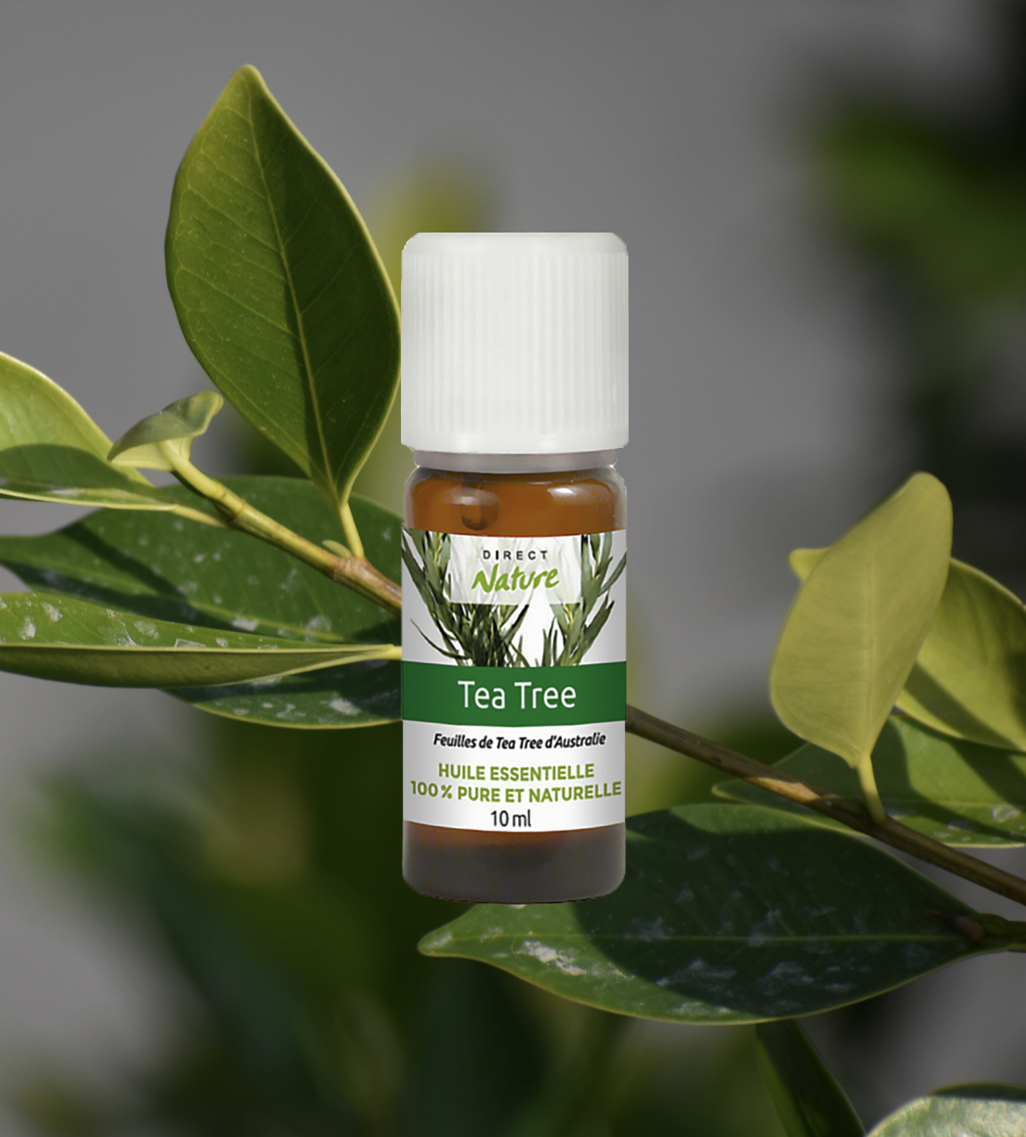 L’huile Essentielle Tea Tree Et Ses Bienfaits - Diffuseurs D'Essentielles